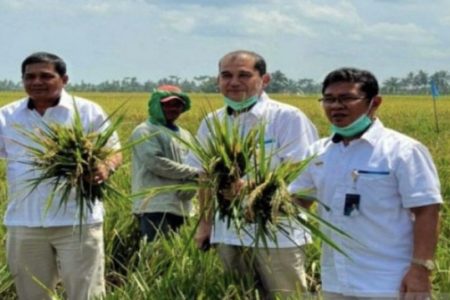 Jauh dari Target, Pengadaan Beras Petani oleh Bulog Sumut Baru 2.531 Ton