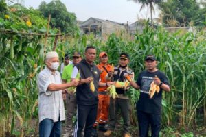 Seminggu, Pemkot Jaksel Sulap Semak Belukar di Jadi Kebun Ketahanan Pangan