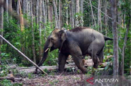 Seekor Gajah Sumatera Mati di Kebun Karet, Tim Dokter BKSDA Jambi Cari Penyebabnya