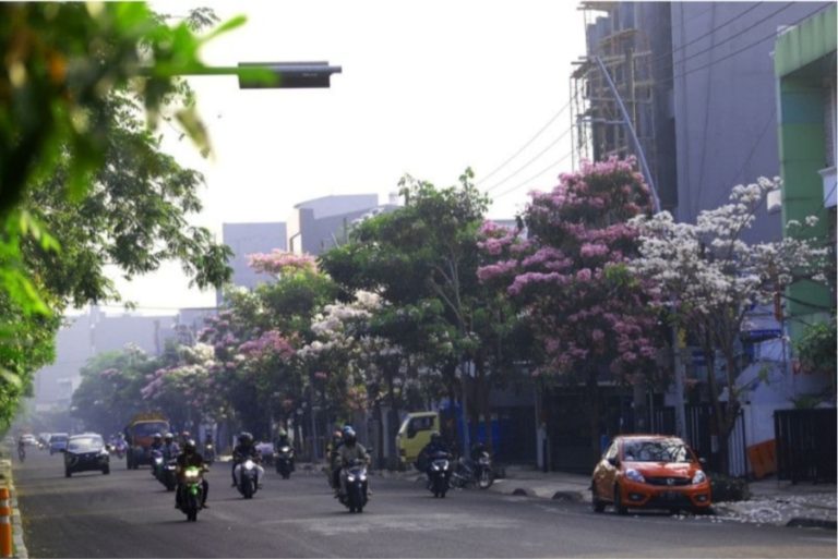 Sebanyak 11.392 Berbunga Putih dan 4.609 Berbunga Kuning Pohon Tabebuia Bermekaran di Jalan Utama Kota Surabaya