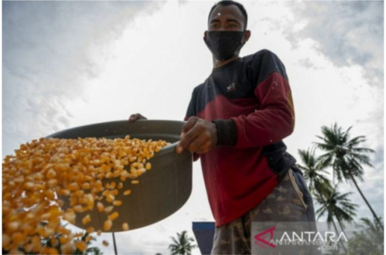 Serapan Dalam Negeri Berada di Titik Jenuh, Indonesia Berpeluang Jadi Eksportir Jagung Dunia