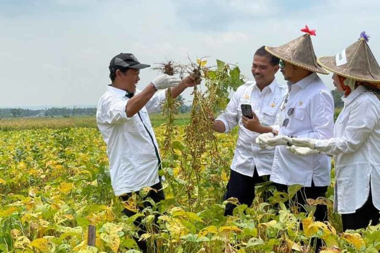 Indonesia Siap Swasembada Kedelai Melalui Provinsi Banten
