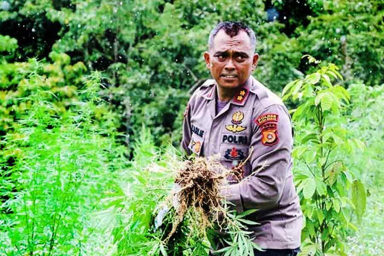 Polres Aceh Besar Musnahkan Ladang Ganja Siap Panen di Maheng