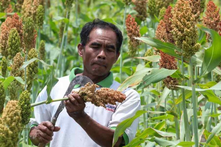 Pemprov Jateng Berikan Benih dan Pupuk untuk Optimalkan Pertanian Sorgum di Wonogiri