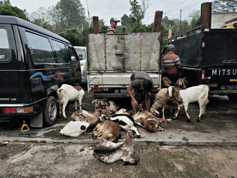 Pasar Hewan Jatisrono