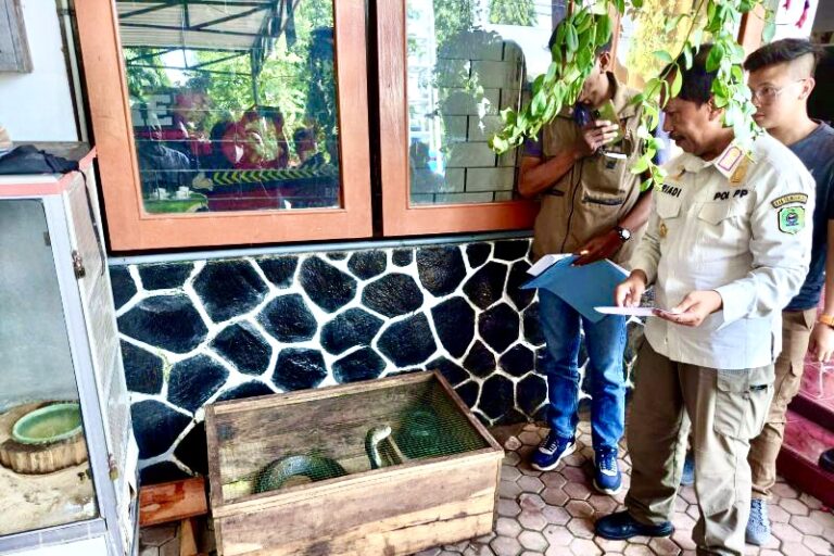 Dua Ular Cobra yang Patok Tuannya di Trenggalek Diserahkan ke BBKSDA