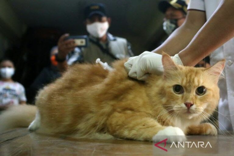 Dari 5.480 Konten Penyiksa Hewan di Dunia, 30 Persen Berasal dari Pegiat Medsos Indonesia
