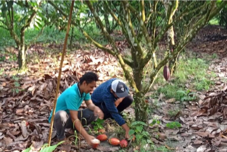 Menggeluti Tanaman Komoditas Ekspor, Pemkab Luwu Beri Perhatian Khusus ke Petani