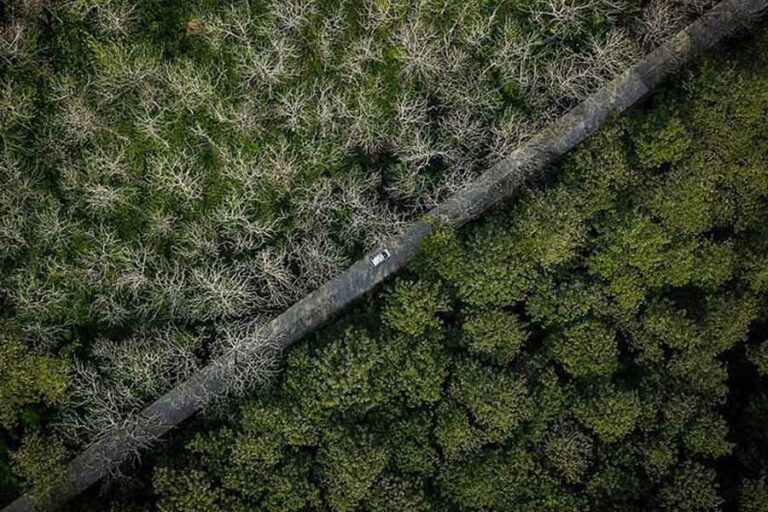 Pesona Hutan Jati Bojonegoro jadi Juara 1 Lomba Foto Petrogas 2022