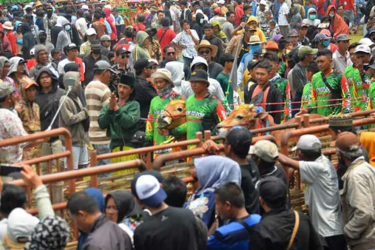 Sempat terhalang Covid-19 dan PMK, Karapan Sapi kembali Digelar di Madura