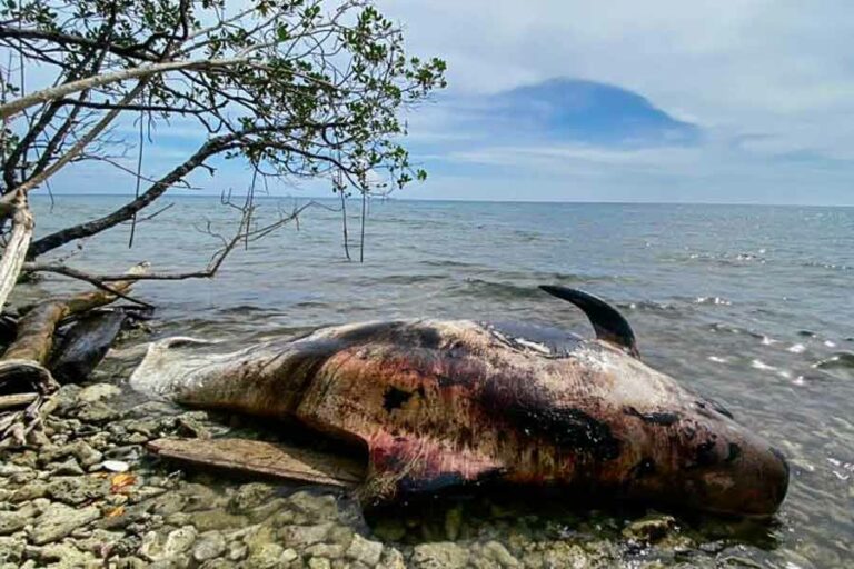 Lagi, Paus Ditemukan Mati di Perairan Raja Ampat