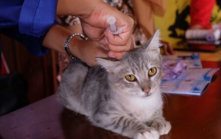 Pentingnya Vaksinasi Hewan Guna Tingkatkan Ketahanan dari Berbagai Macam Penyakir