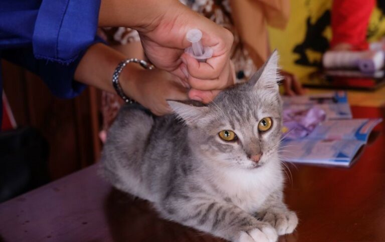 Pentingnya Vaksinasi Hewan Guna Tingkatkan Ketahanan dari Berbagai Macam Penyakir
