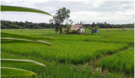 Wujudkan Swasembada Pangan, Pemkab Simeulue Buka Areal Persawahan dengan 7.010 hektare di 10 Kecamatan