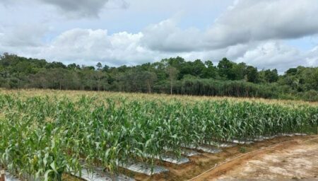 Pemkab Belitung Dorong Petani Tingkatkan Tanaman Jagung Hingga 246 Ton Sepanjang 2022, Wujud Pemenuhan Pangan
