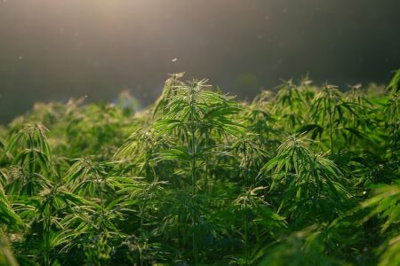 Polisi Temukan 11 Hektare Ganja, Sekali Panen Bisa 55 Ton Ladang Ganja