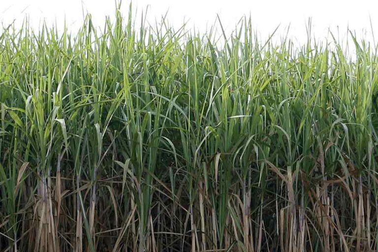 Hampir 50 Persen Produksi Gula dan Tebu Nasional dari Jawa Timur