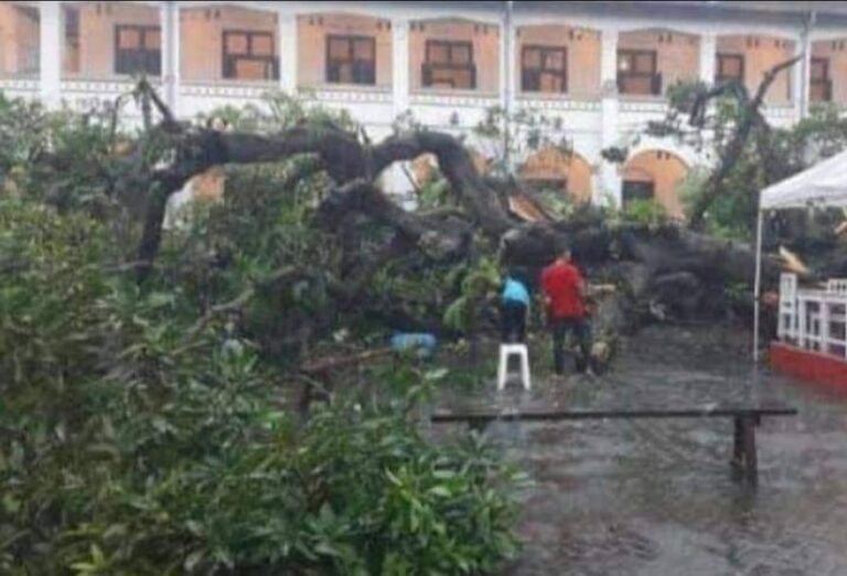 Akhir Cerita Pohon Mangga Raksasa Talijiwo Lawang Sewu yang Tumbang, Ada Gerbang Gaib Dihuni Peri Jelita