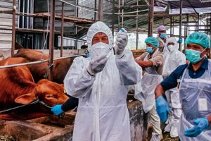 Hadang Sebaran PMK, Pemprov Jateng Vaksin 2 Juta Ternak
