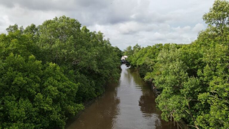 Mengenal Mangrove: Ekosistem yang Jadi Pelindung Kawasan Pesisir Pantai