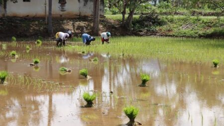 Amalan Doa bagi Petani supaya Tanaman Tumbuh Subur dan Panen yang Baik