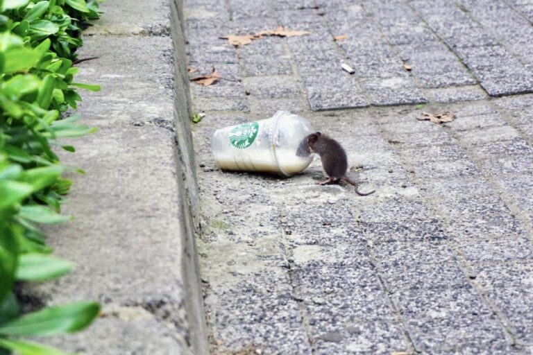 Leptospirosis Penyakit yang Menyebar dari Urin Tikus, Begini Cara Menanganinya