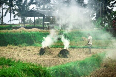 Perkiraan BPS, Produksi Beras Nasional Periode Februari Hingga Maret 2023 Capai 12,46 Juta Ton