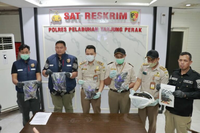 Penyelundupan Puluhan Gagak Hitam Ilegal Berhasil Digagalkan Polisi