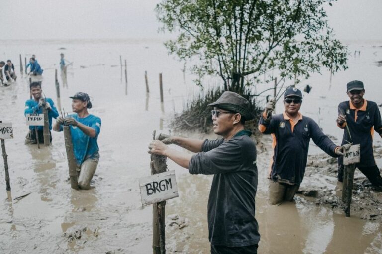 Kolaborasi Stakeholder Borneo Mangrove Action di Pesisir Mempawah