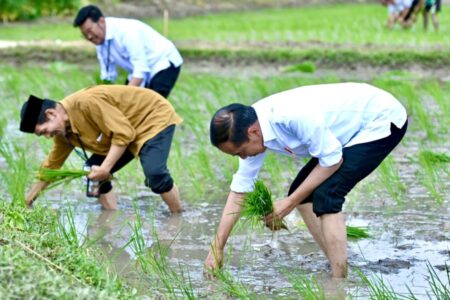 Presiden Jokowi Ikut Tandur Padi Bersama Petani di Senori Kabupaten Tuban