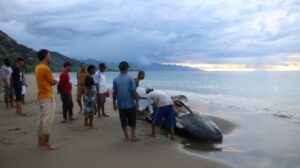 KKP Tangani 10 Paus Terdampak di Perairan Nusa Tenggara Timur