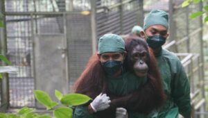 Jaga Populasi Satwa Langka, BKSDA Kalimantan Timur Lepasliarkan Lima Orangutan di Kehje Sewen Keberhasilan perkembangbiakan orangutan menjadi indikator kondisi hutan yang baik, bukan hanya untuk orangutan itu sendiri, tetapi juga untuk satwa lainnya.