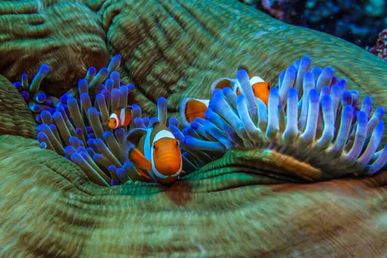 Membidik Peluang Ekspor Ikan Hias ke Arab Saudi Ilustrasi ikan hias (foto: Adrian Jakob, unsplash)