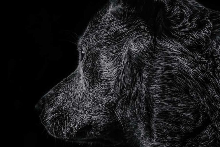 Sejarah Panjang Rabies, Ternyata Ditemukan pada Tengkorak Manusia era Mesir Kuno sekitar 2300 SM Ilustrasi anjing liar (foto: Matej, pexels)