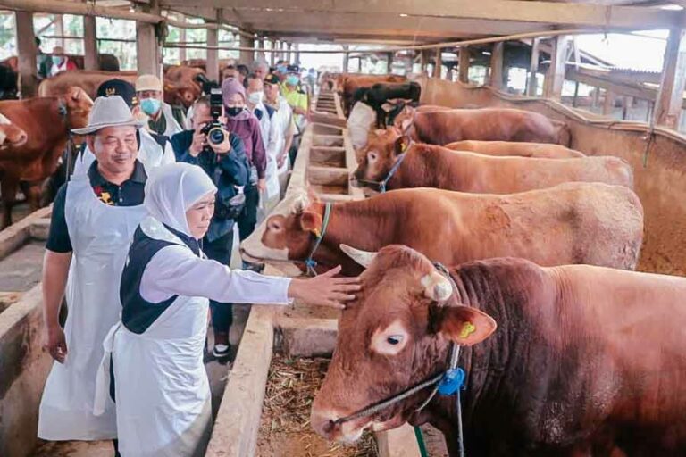 Pastikan Hewan Kurban Aman dari PMK, Gubernur Khofifah Tinjau Peternakan di Lamongan Gubernur Khofifah saat meninjau kandang hewan kurban di Dusun Pilanggot, Desa Wonokromo, Kecamatan Tikung, Kabupaten Lamongan, Jawa Timur