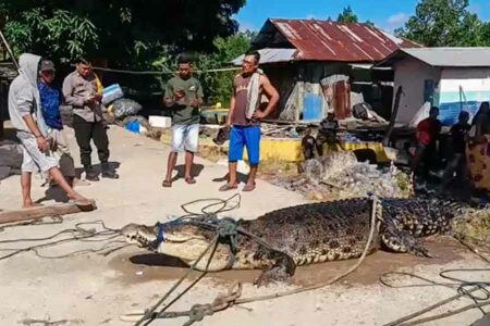 Nelayan Gorontalo tak Sengaja Tangkap Buaya dengan Panjang 4,7 Meter Buaya sepanjang 4,7 meter temuan nelayan Desa Bulalo, Gorontalo Utara (foto: istimewa)