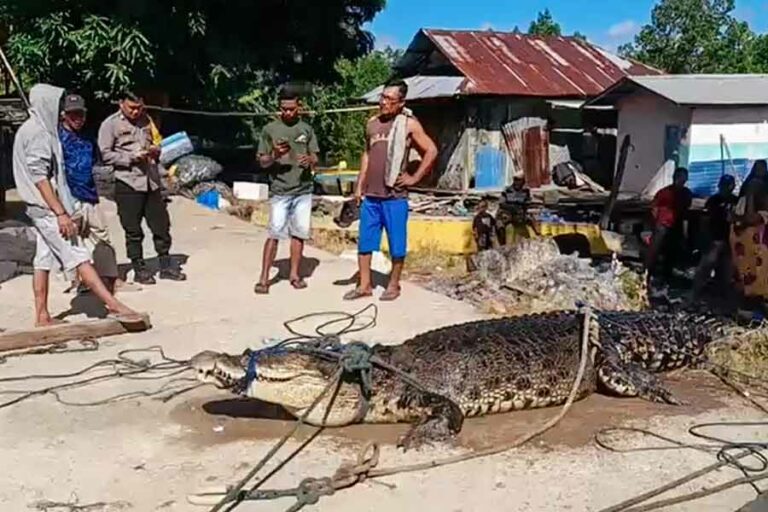 Nelayan Gorontalo tak Sengaja Tangkap Buaya dengan Panjang 4,7 Meter Buaya sepanjang 4,7 meter temuan nelayan Desa Bulalo, Gorontalo Utara (foto: istimewa)
