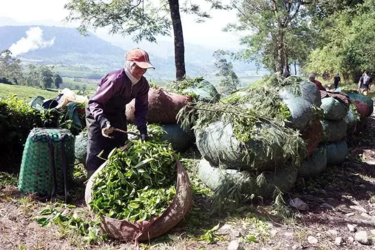 Kawasan Kebun Teh Rancabali di Jawa Barat (foto: Hendra Brata, pilar.id)