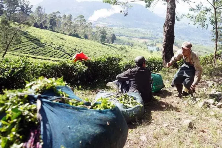 Kawasan Kebun Teh Rancabali di Jawa Barat (foto: Hendra Brata, pilar.id)