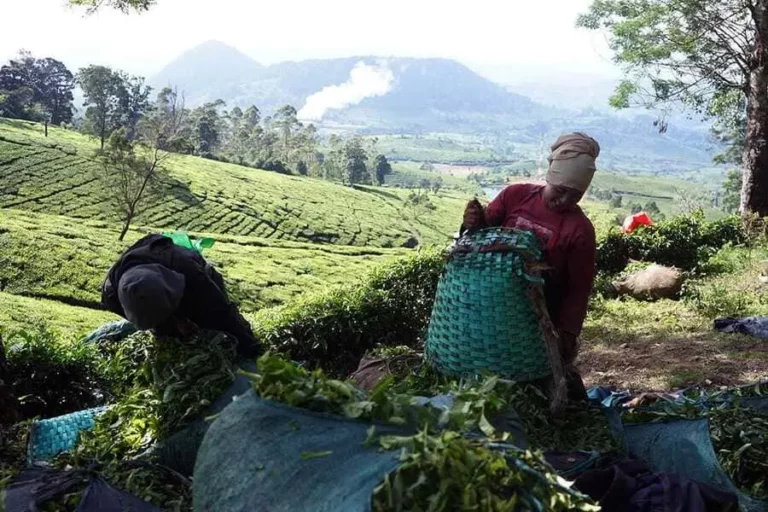 Kawasan Kebun Teh Rancabali di Jawa Barat (foto: Hendra Brata, pilar.id)