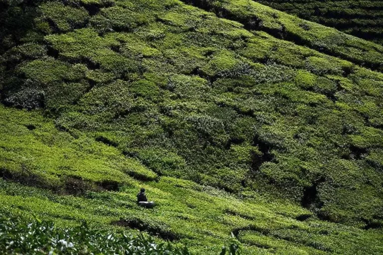 Kawasan Kebun Teh Rancabali di Jawa Barat (foto: Hendra Brata, pilar.id)