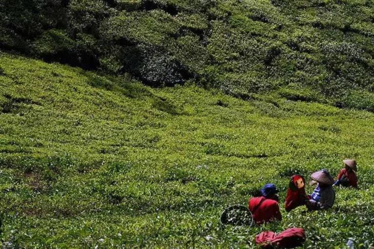 Kawasan Kebun Teh Rancabali di Jawa Barat (foto: Hendra Brata, pilar.id)