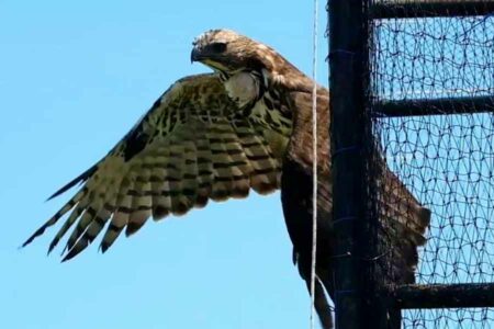 BKSDA Lepasliarkan Empat Satwa Dilindungi di Suaka Margasatwa Padang Sugihan Elang Brontok (Spizaetus Cirrhatus), salah satu satwa yang dilepasliarkan di kawasan Suaka Margasatwa Padang Sugihan, Kabupaten Banyuasin, Sumatera Selatan
