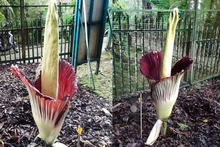 Setelah Empat Tahun, Bunga Bangkai di Kebun Raya Cibodas Kembali Mekar Bunga bangkai koleksi Kebun Raya Cibodas (foto: Dok BRIN)