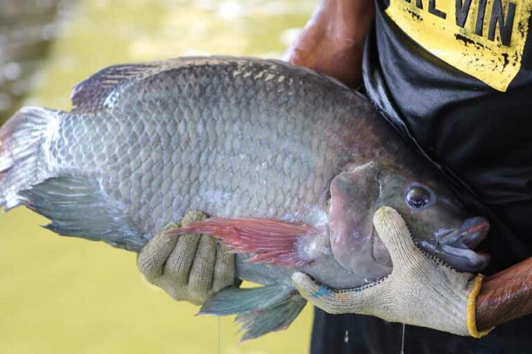Tingkatkan Produksi Nasional, KKP Bangun Modelling Klaster Budidaya Ikan Nila Salin di Karawang Pangsa pasar ikan nila salin sangat terbuka lebar baik domestik maupun ekspor
