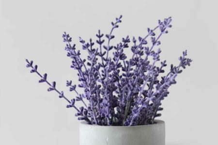 5 Bahan Alami Pengusir Nyamuk, Salah Satunya Gampang Ditemui di Dapur Selain jadi bunga penghias rumah, lavender ternyata cukup efektif mengusir nyamuk (foto: Joyce Toh, unsplash)