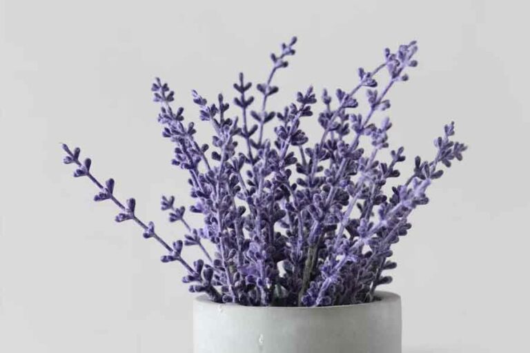 5 Bahan Alami Pengusir Nyamuk, Salah Satunya Gampang Ditemui di Dapur Selain jadi bunga penghias rumah, lavender ternyata cukup efektif mengusir nyamuk (foto: Joyce Toh, unsplash)
