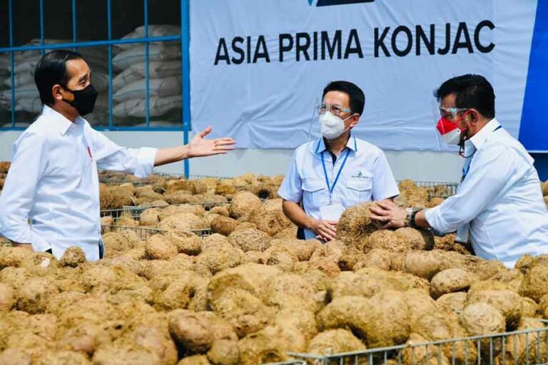 Mengenal Tanaman Porang, Sejarah dan Manfaat untuk Kesehatan yang Perlu Diketahui (foto: Dok BPMI Setpres)