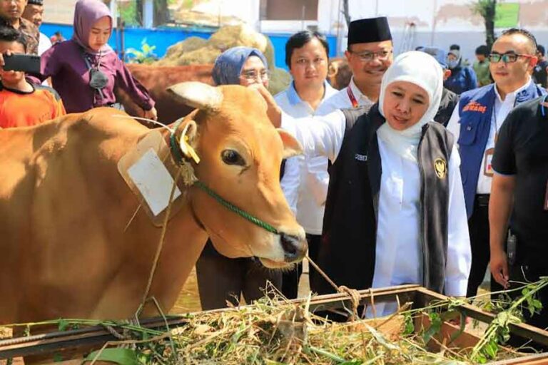 Capaian Vaksinasi Tertinggi, Bukti Keseriusan Pengendalian PMK di Jawa Timur