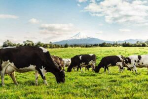Mengenal Susu Grass-fed, Solusi Pemenuhan Kebutuhan Nutrisi Orang Dewasa